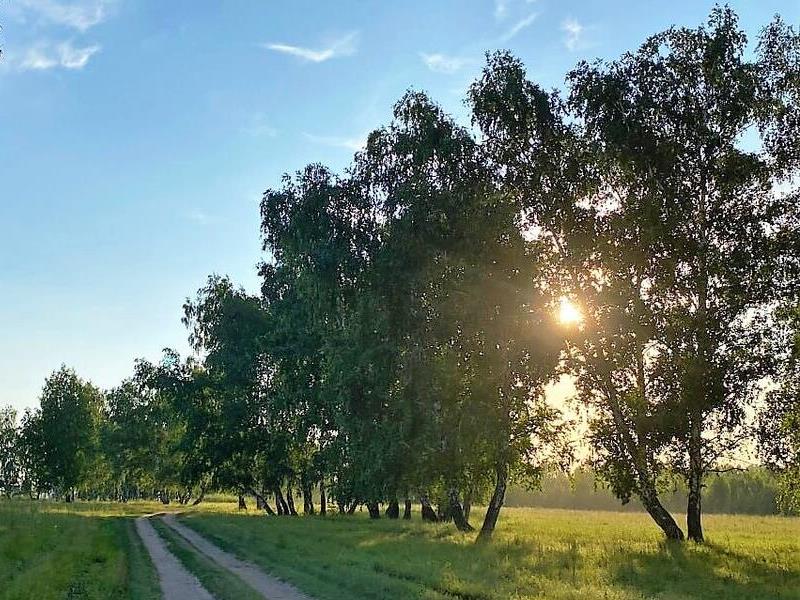 Сохранить «зелёное богатство» – одна из задач Минприроды России.