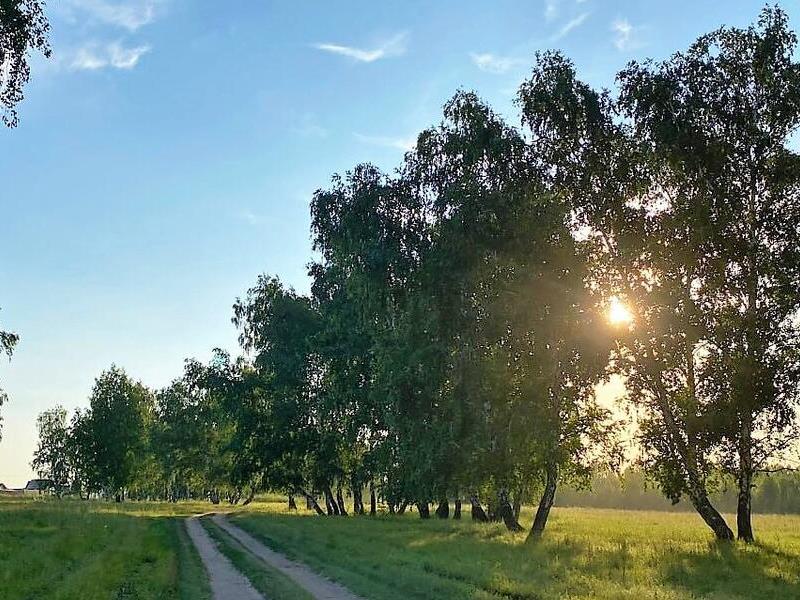 Рослесхоз введет новую систему оценки ведения лесного хозяйства в регионах.